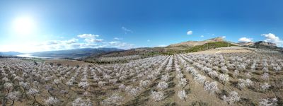 434: 28-02-2022_Sant_Mart_de_Canals_Seixos_Florits